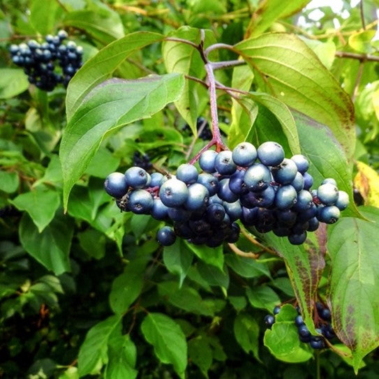 Silky Dogwood (Cornus amomum)