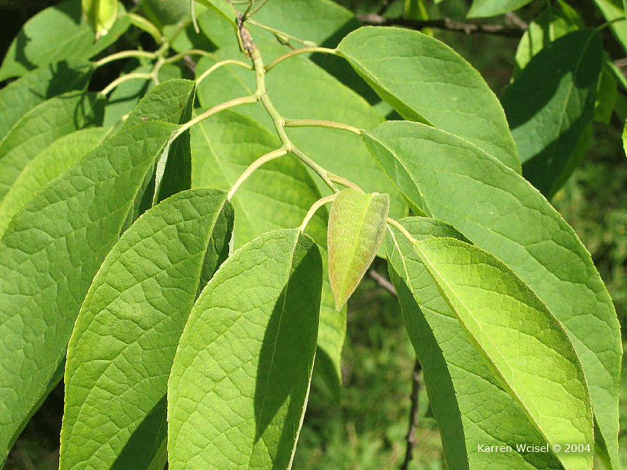Carolina Silverbell	(Halesia carolina)