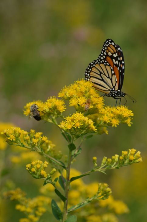 Stiff Goldenrod (Oligoneuron rigidum)