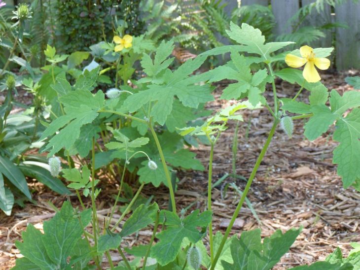 Wood Poppy (Stylophorum diphyllum)