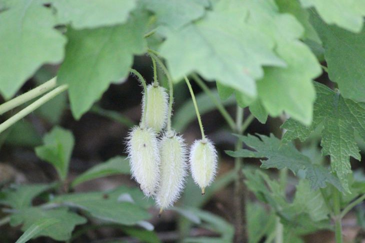 Wood Poppy (Stylophorum diphyllum)