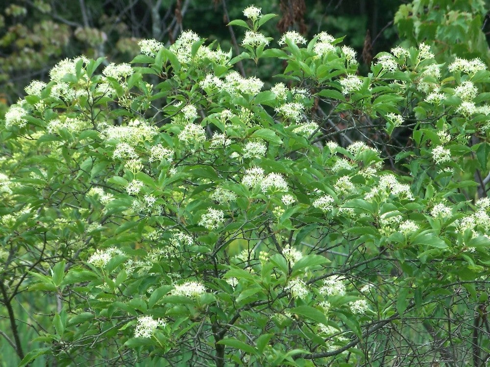 Gray Dogwood (Cornus racemosa)