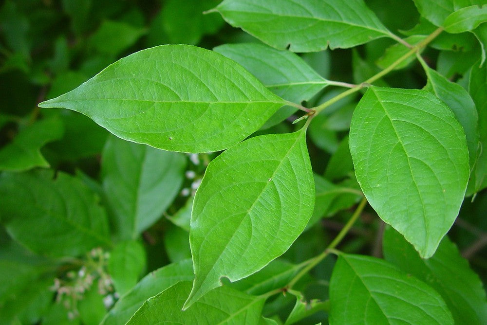 Gray Dogwood (Cornus racemosa)