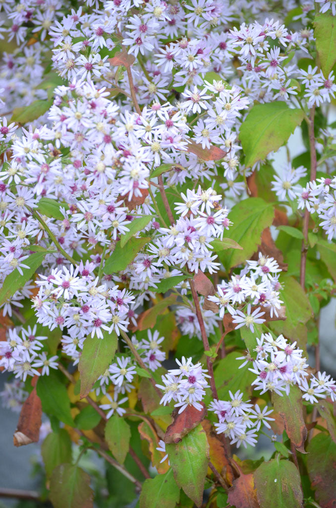 Blue Wood Aster (Symphyotrichum cordifolium)