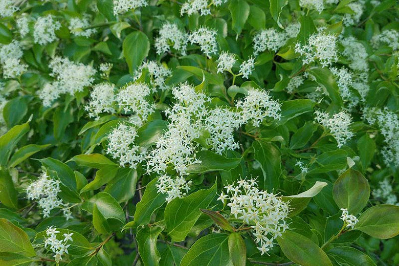 Gray Dogwood (Cornus racemosa)