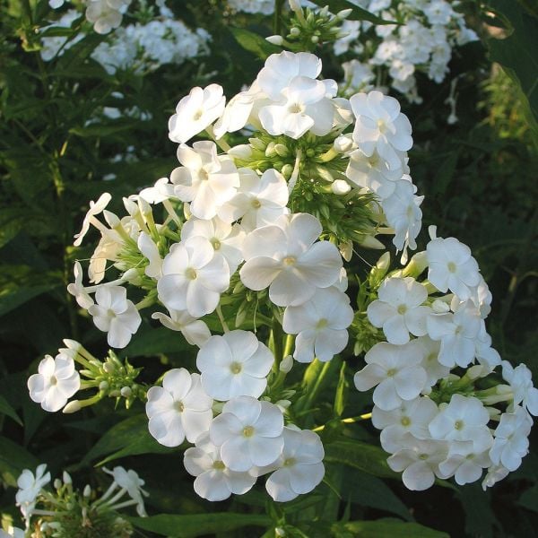 Fall Phlox (Phlox paniculata)