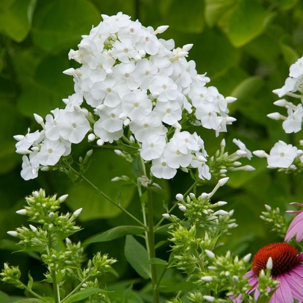 Fall Phlox (Phlox paniculata)