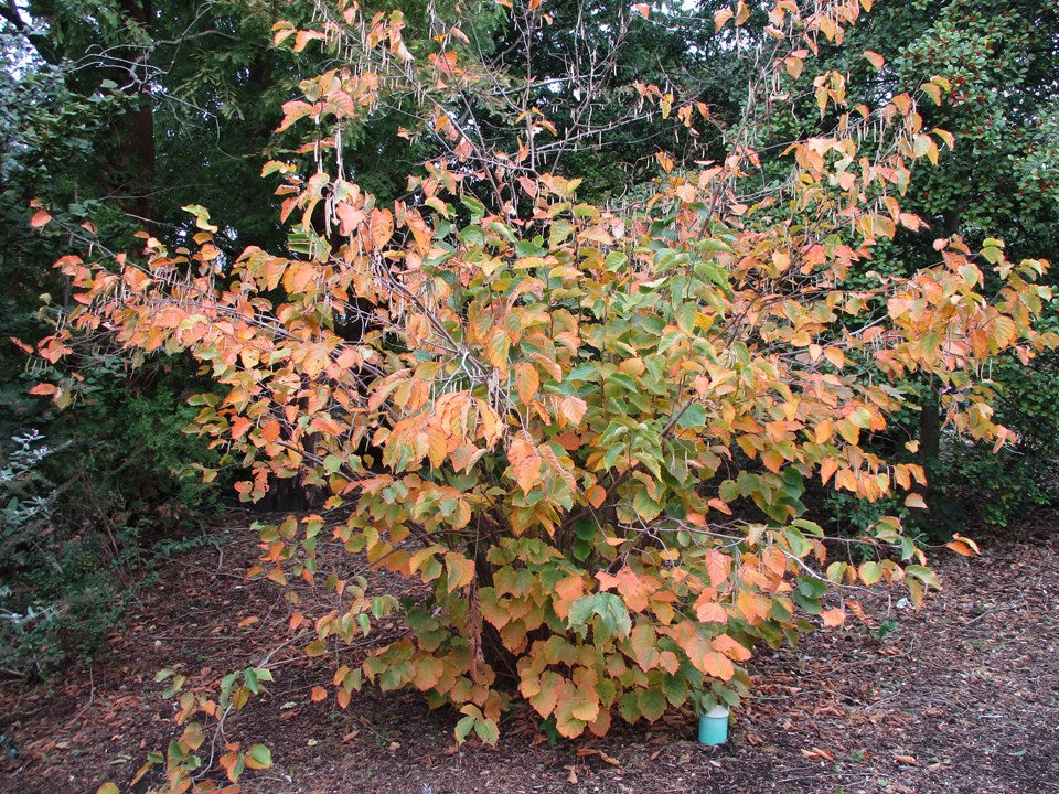 American Hazelnut (Corylus americana)