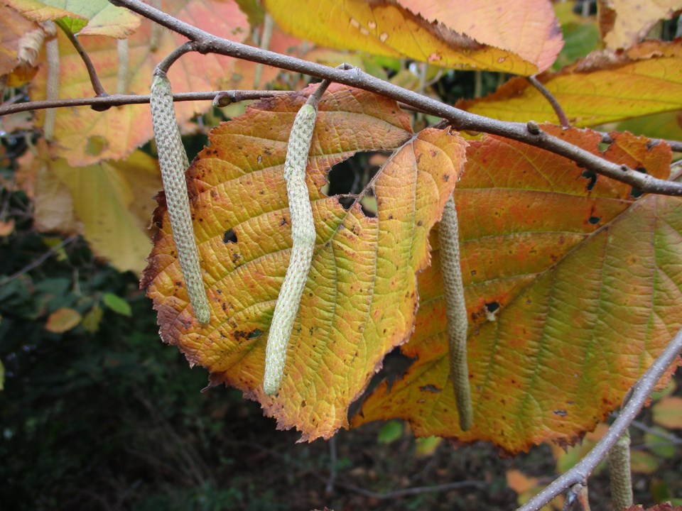 American Hazelnut (Corylus americana)