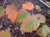 American Hazelnut (Corylus americana)