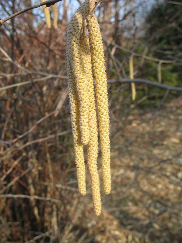 American Hazelnut (Corylus americana)