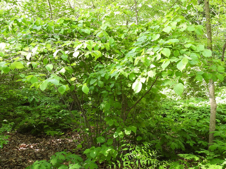 American Hazelnut (Corylus americana)