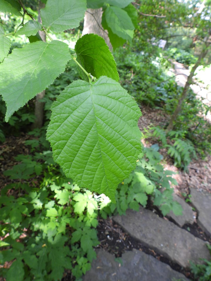 American Hazelnut (Corylus americana)