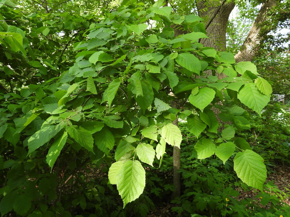 American Hazelnut (Corylus americana)