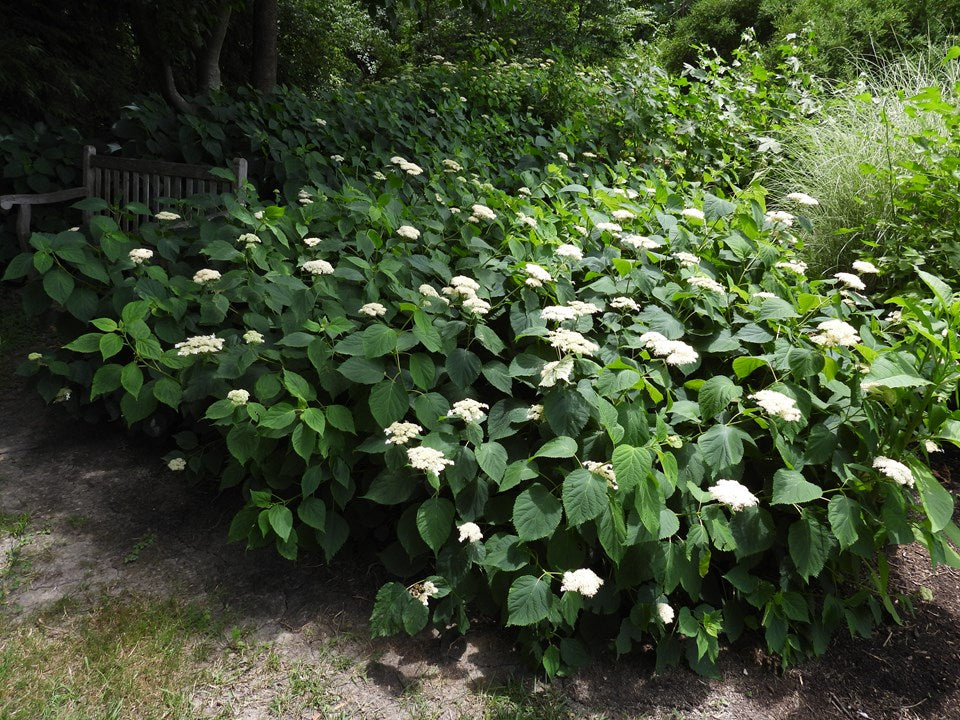 Smooth Hydrangea (Hydrangea arborescens)