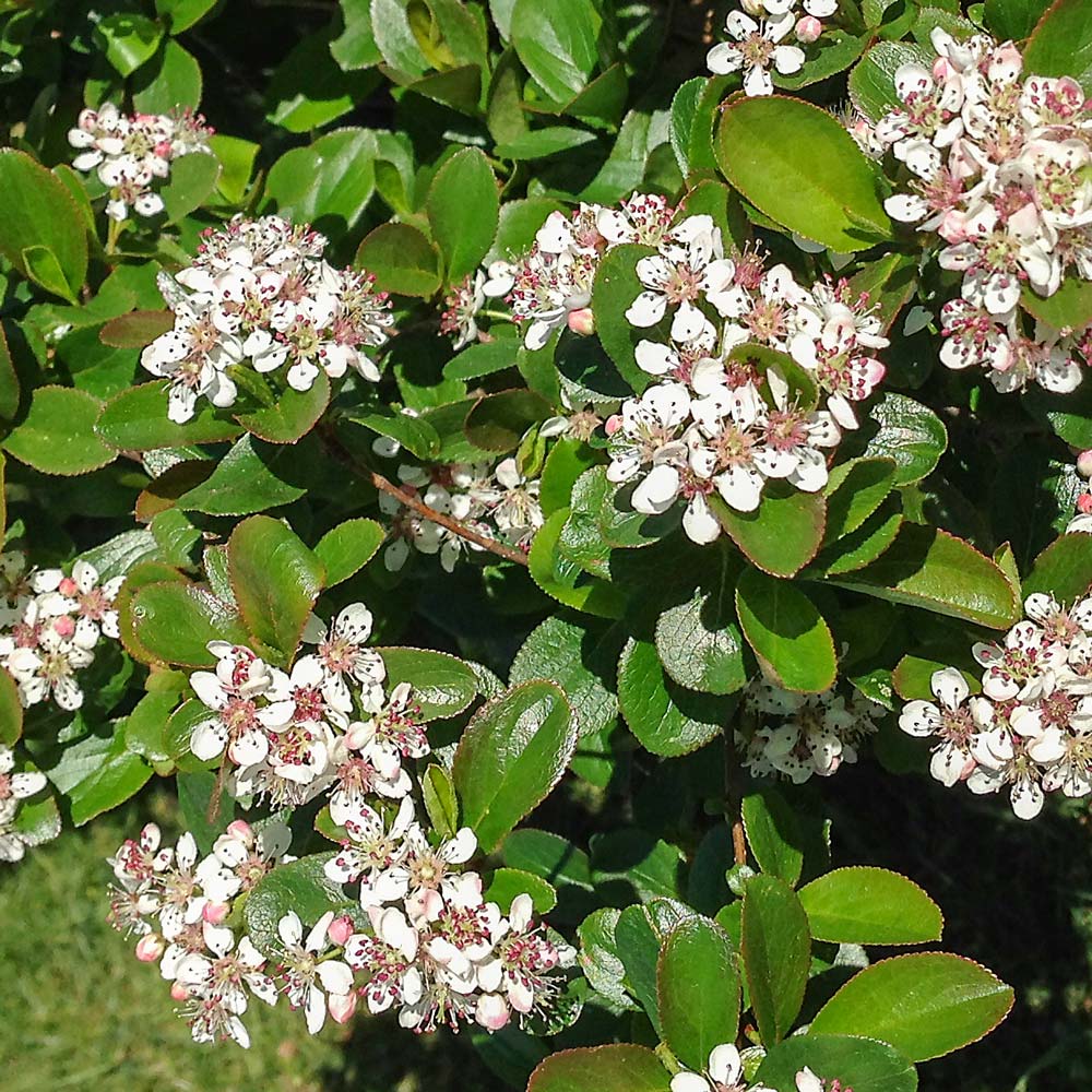 Black Chokeberry (Aronia melanocarpa)