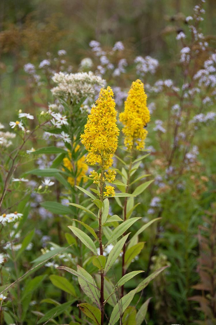 Showy Goldenrod (Solidago speciosa)