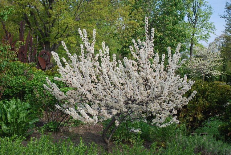 Beach Plum (Prunus maritima)