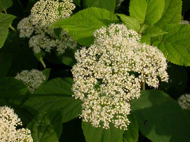 Smooth Hydrangea (Hydrangea arborescens)