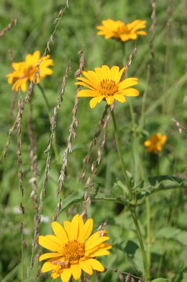 Early Sunflower (Heliopsis helianthoides)