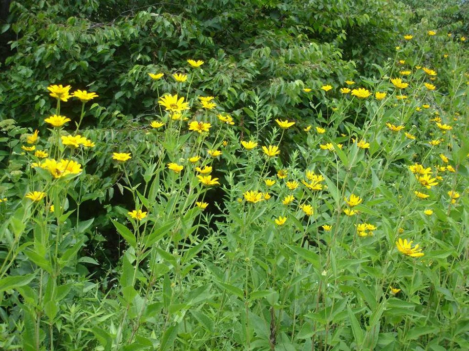 Early Sunflower (Heliopsis helianthoides)