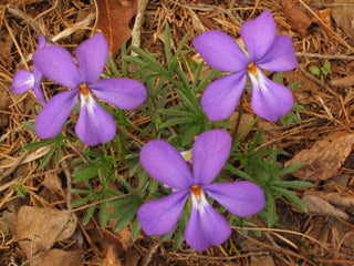 Bird's Foot Violet (Viola pedata)