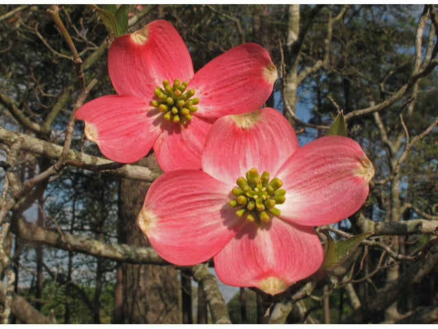 Flowering Dogwood (Cornus florida)