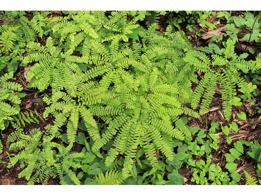 Maidenhair Fern (Adiantum pedatum)