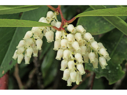 Drooping Leucothoe (Leucothoe catesbaei)