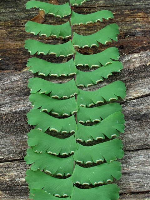 Maidenhair Fern (Adiantum pedatum)