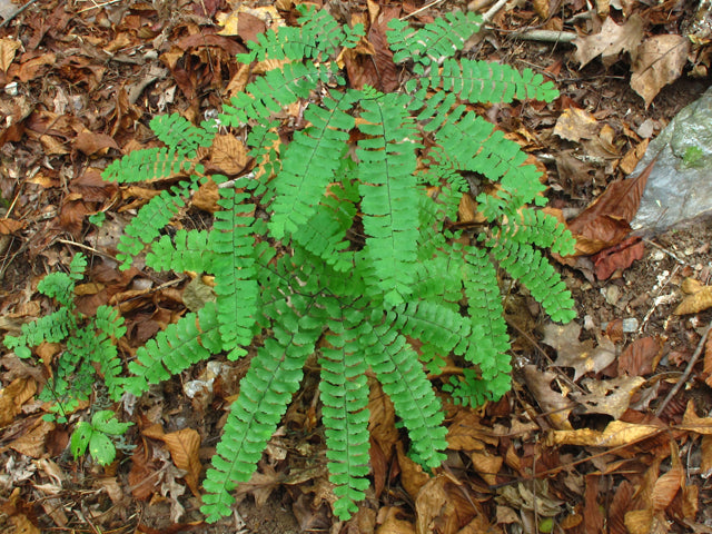 Maidenhair Fern (Adiantum pedatum)