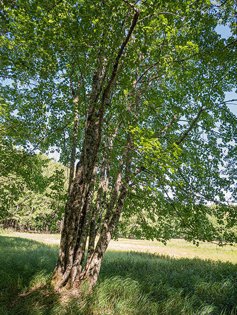 Red Maple (Acer rubrum)