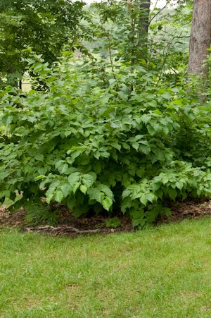 American Hazelnut (Corylus americana)