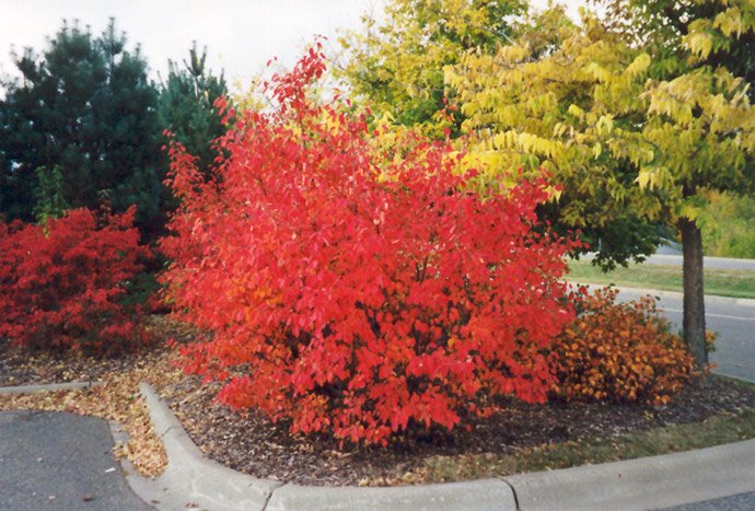 Red Chokeberry (Aronia arbutifolia)