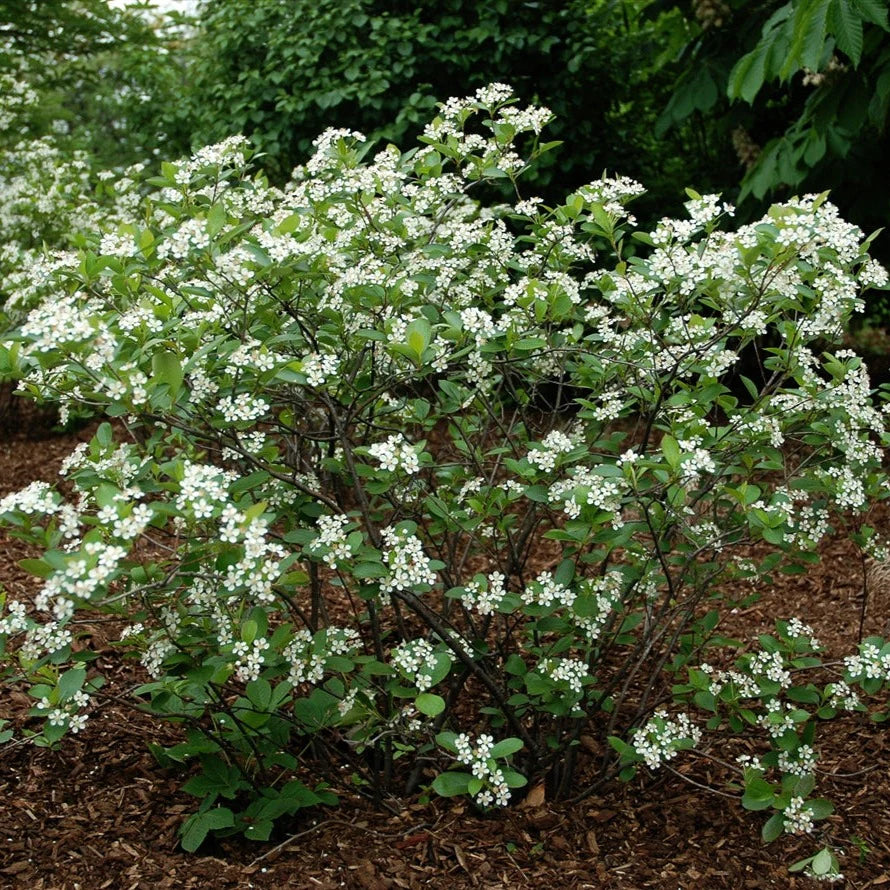 Black Chokeberry (Aronia melanocarpa)