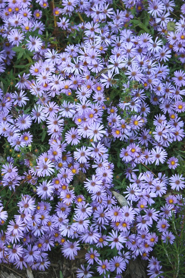 Aromatic Aster (Aster oblongifolius)