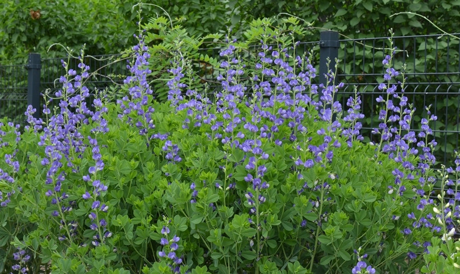 Blue Wild Indigo (Baptisia australis)