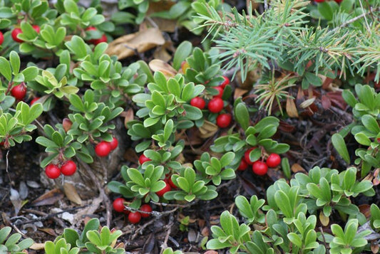 Bearberry (Arctostaphylos uva-ursi)