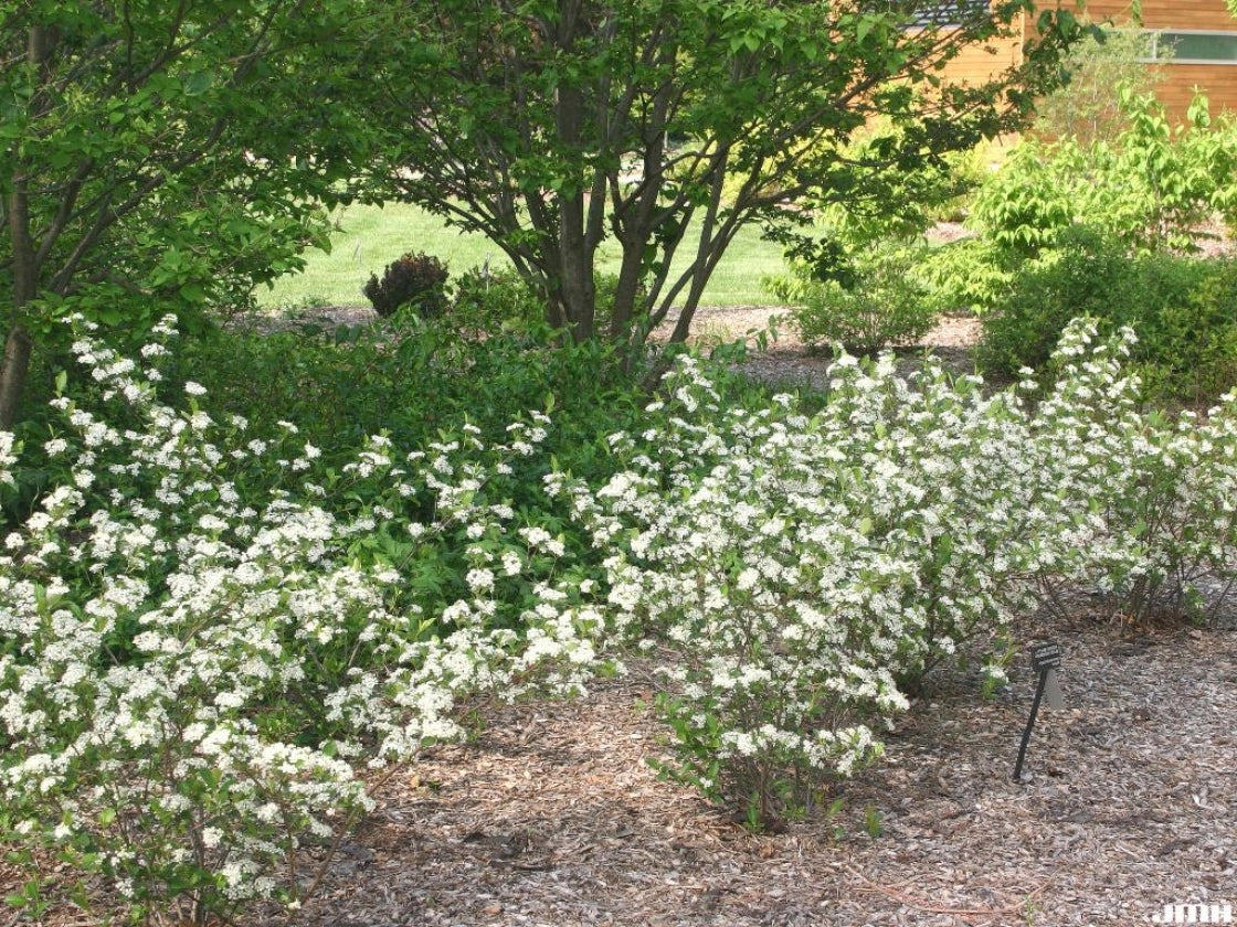 Black Chokeberry (Aronia melanocarpa)