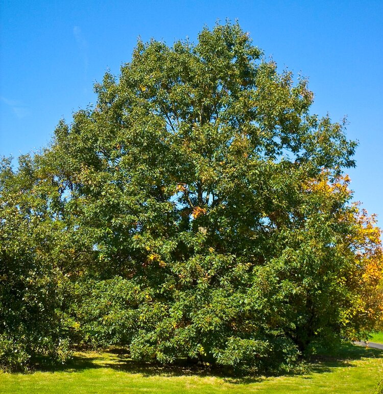 Black Oak (Quercus velutina)