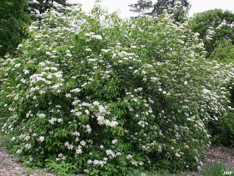 Blackhaw Viburnum (Viburnum prunifolium)