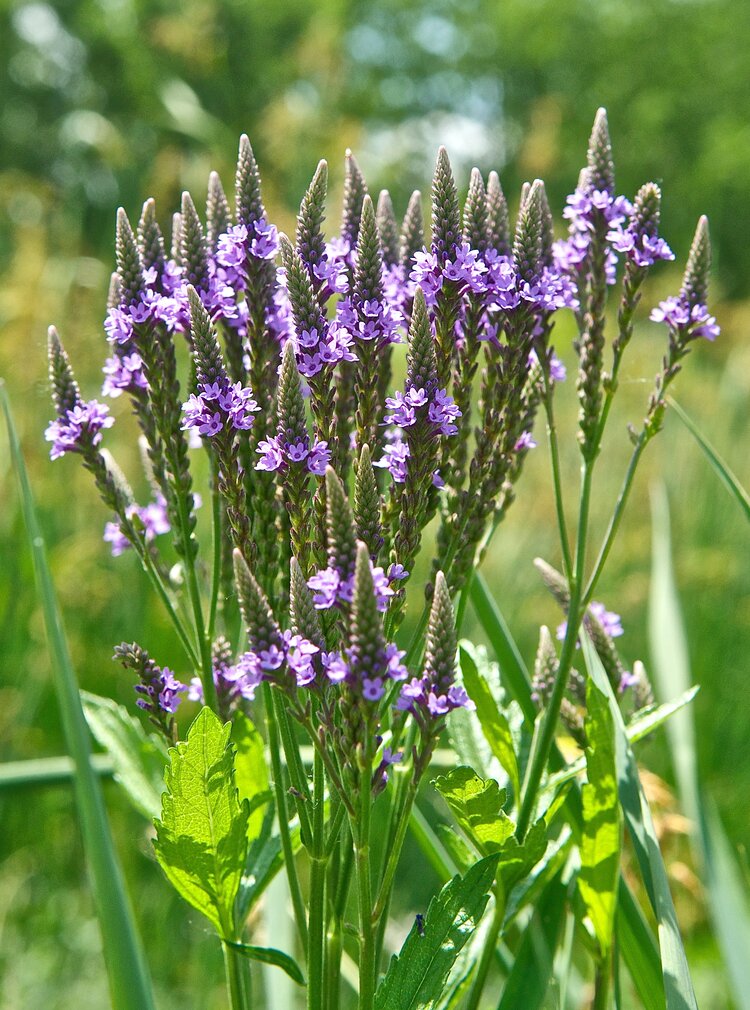 Blue Vervain (Verbena hastata)