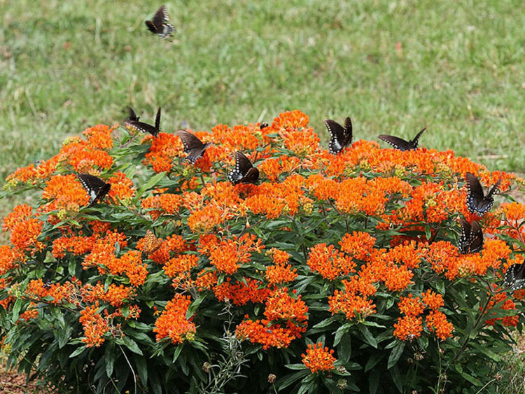 Butterfly Weed (Asclepias tuberosa)