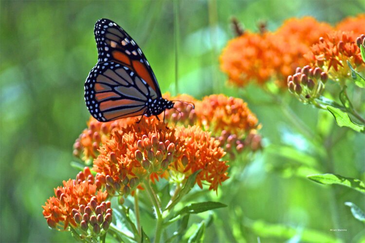 Butterfly Weed (Asclepias tuberosa)