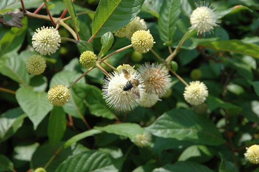 Buttonbush (Cephalanthus occidentalis)