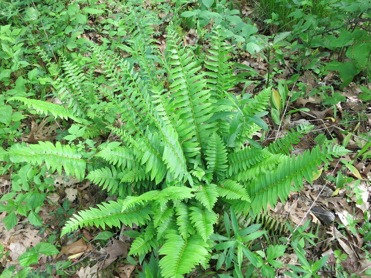 Christmas Fern (Polystichum acrostichoides)