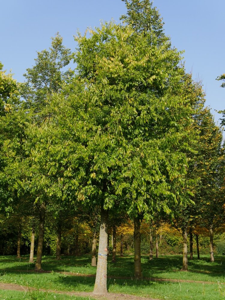 Common Hackberry (Celtis occidentalis)