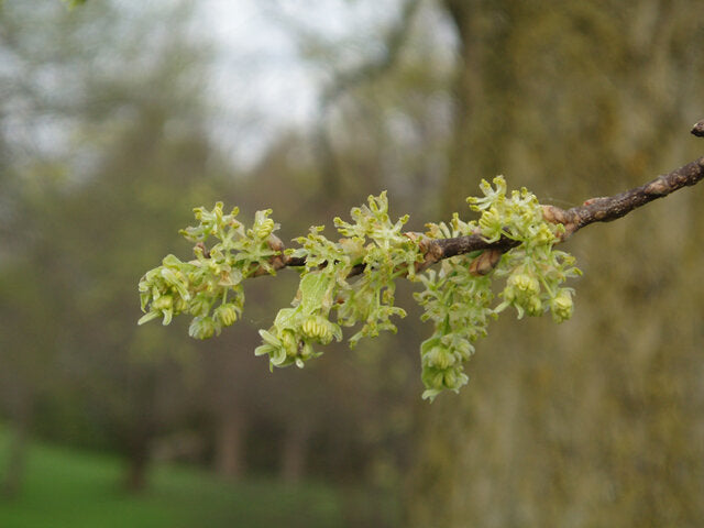 Common Hackberry (Celtis occidentalis)