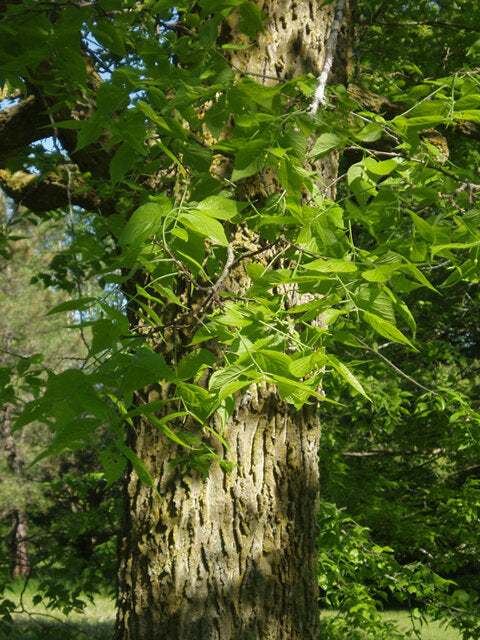 Common Hackberry (Celtis occidentalis)