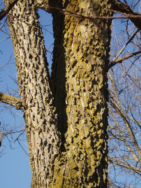 Common Hackberry (Celtis occidentalis)